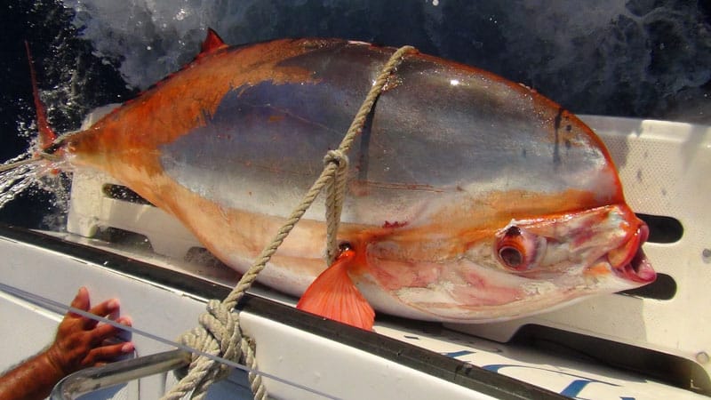 Rare Louvar Fish