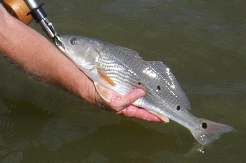 Georgia redfish game fish