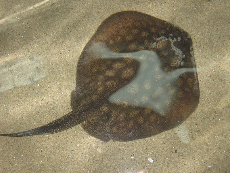 Watch out for the rays while surf fishing