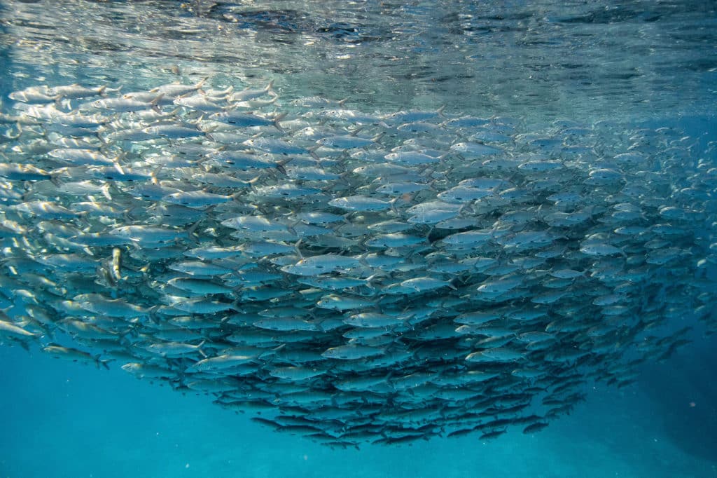 School of bonefish