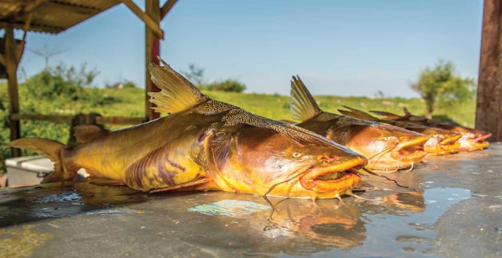 Gillbacker sea catfish