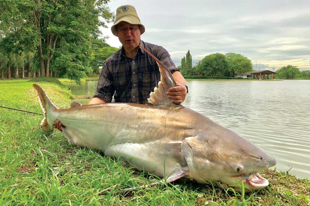 Freshwater giant pangasius catfish