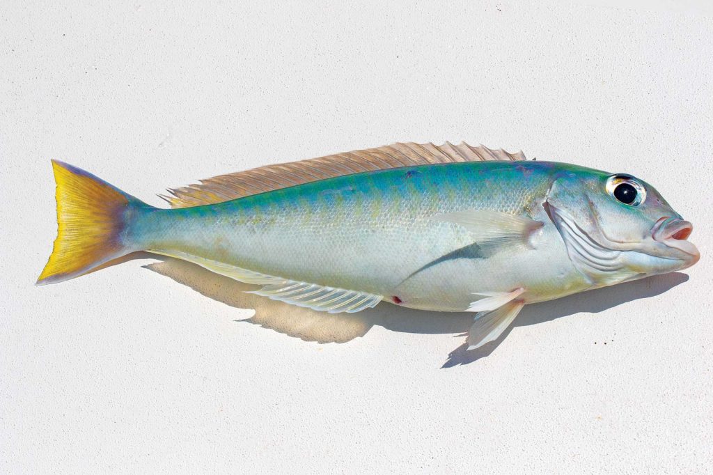 Bankslope tilefish