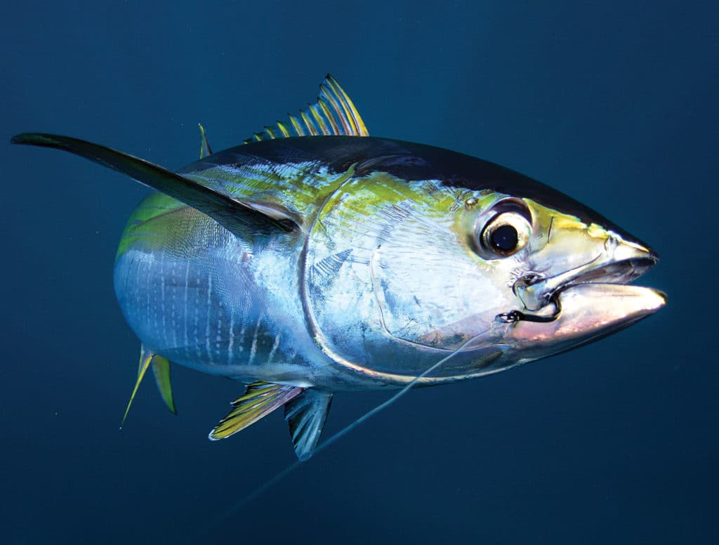 Tuna hooked with circle hook