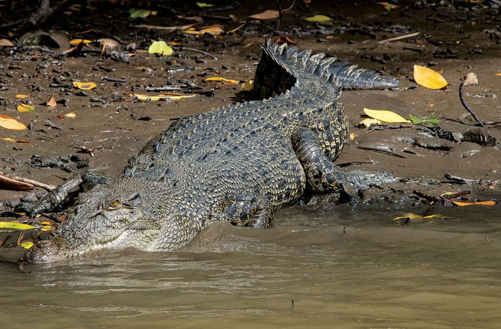 Saltwater croc on the bank