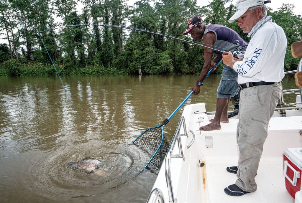 Black bass in landing net