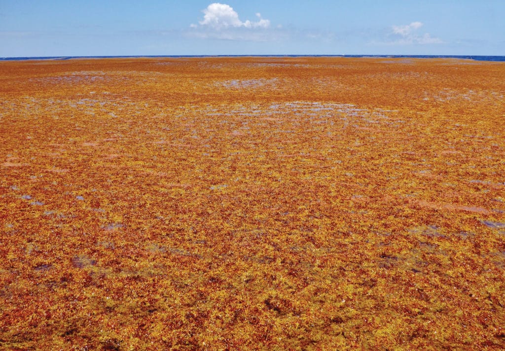 Atlantic sargassum weed field