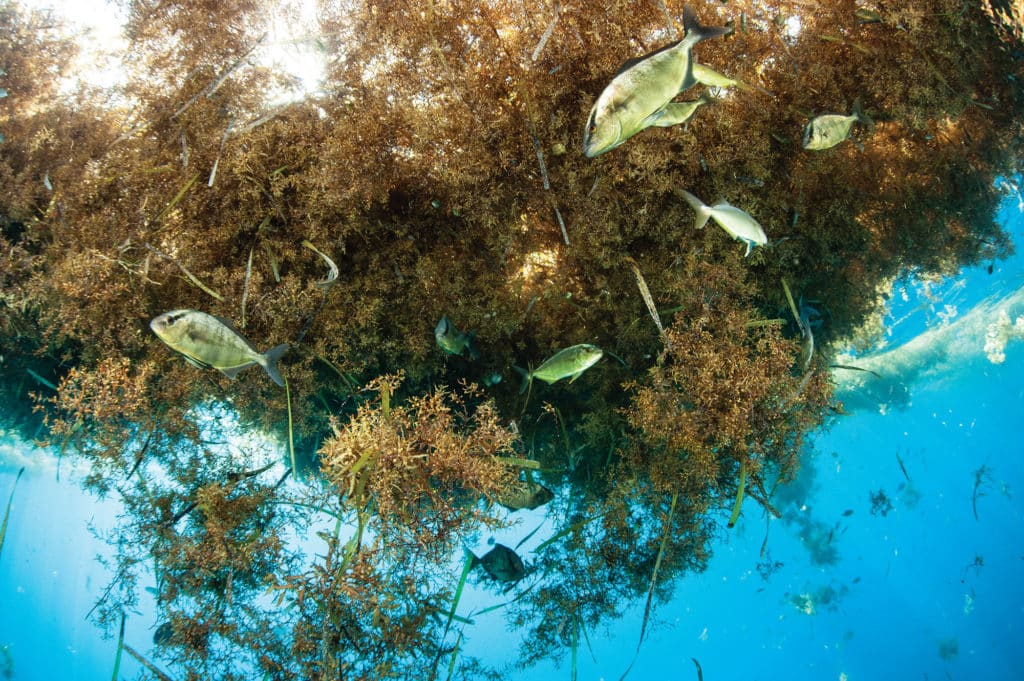 Fish eating around sargassum