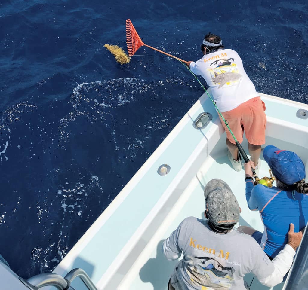 Using a rake to keep lines clear from sargassum