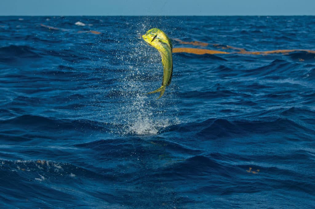 Mahi near weed line