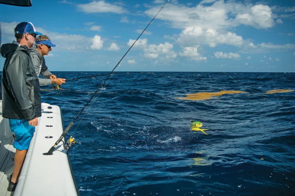 Bluewater with sargassum patch