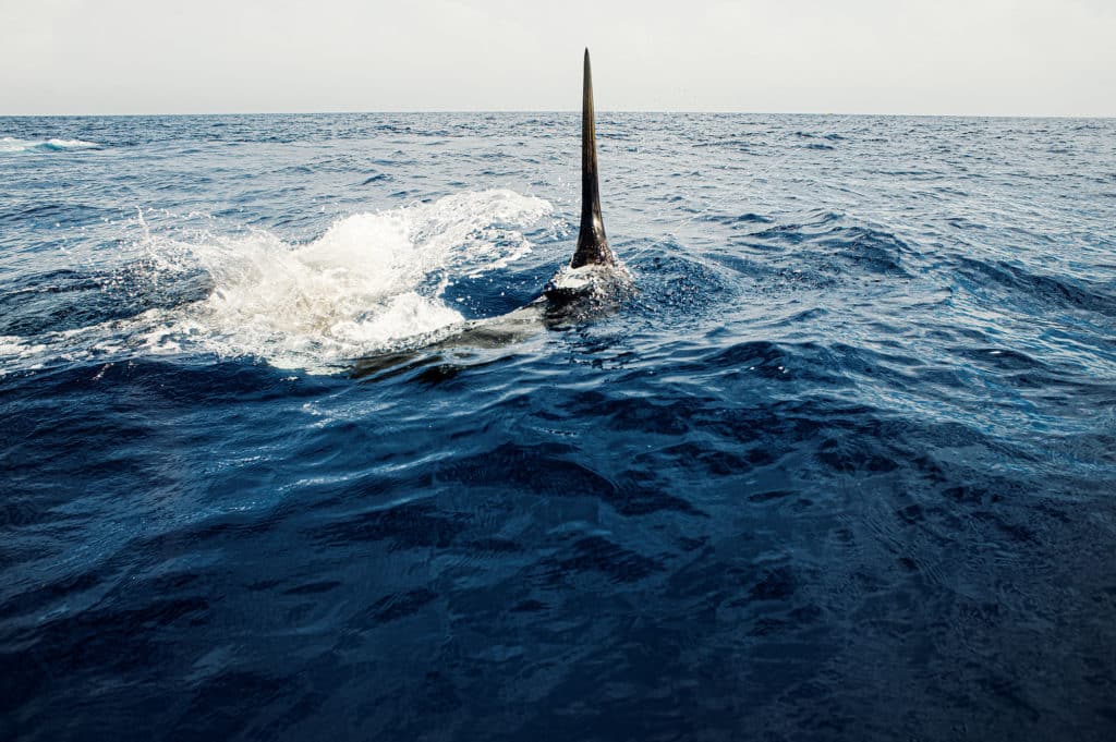 Large swordfish breaking the surface