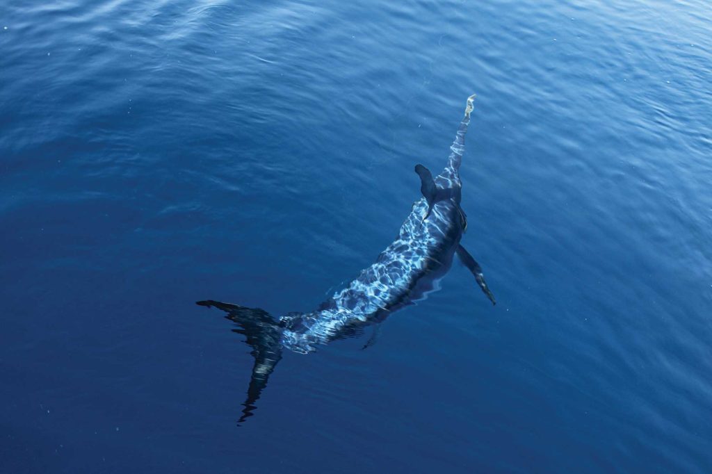 Massive swordfish caught in Southern California