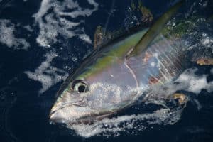 Yellowfin tuna brought boatside