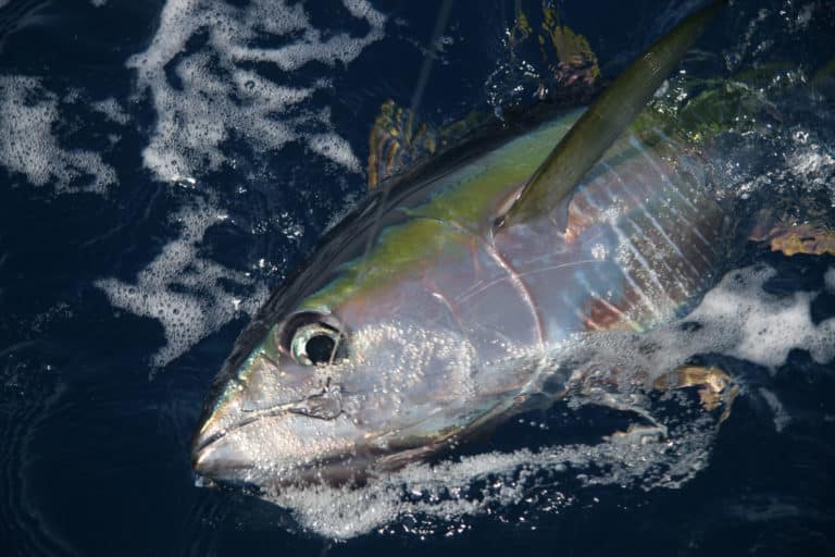 Yellowfin Tuna, How to Catch Yellowfin Tuna