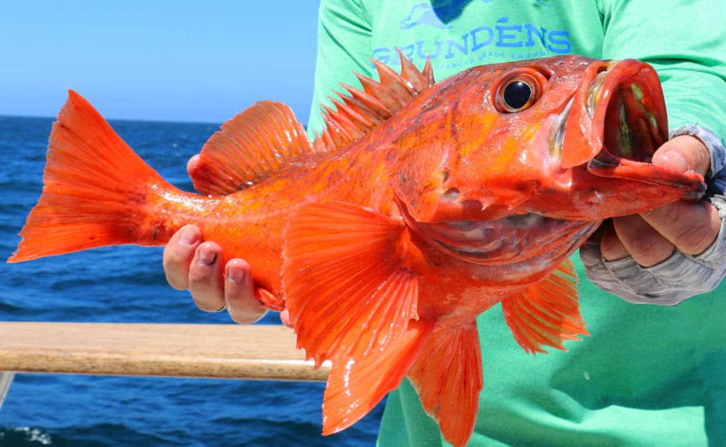 Nice sized red rockfish caught in California