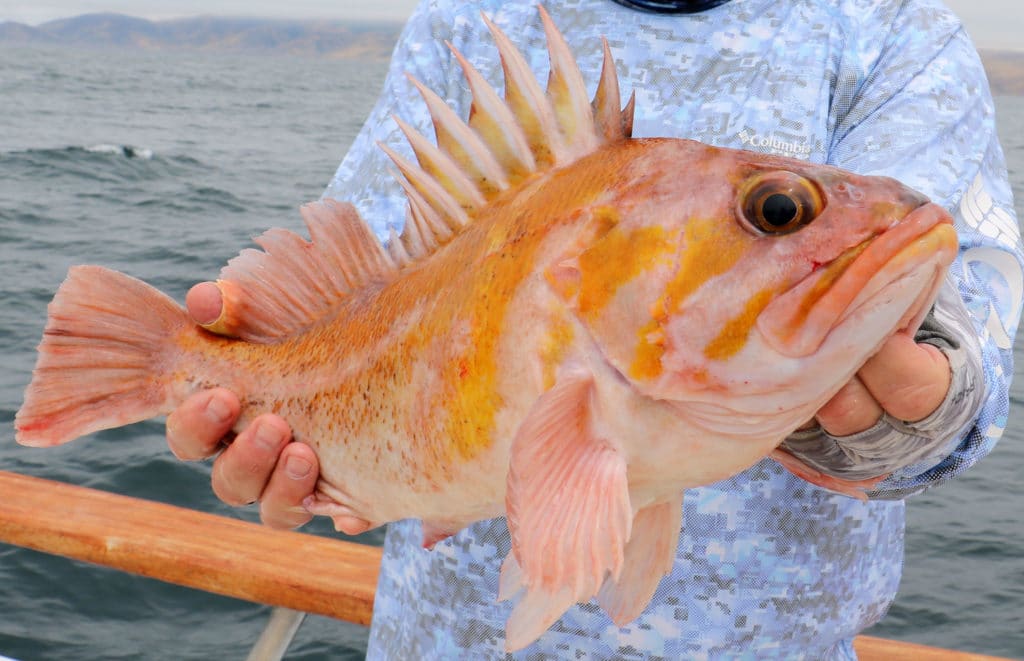 Copper rockfish caught bottom-fishing