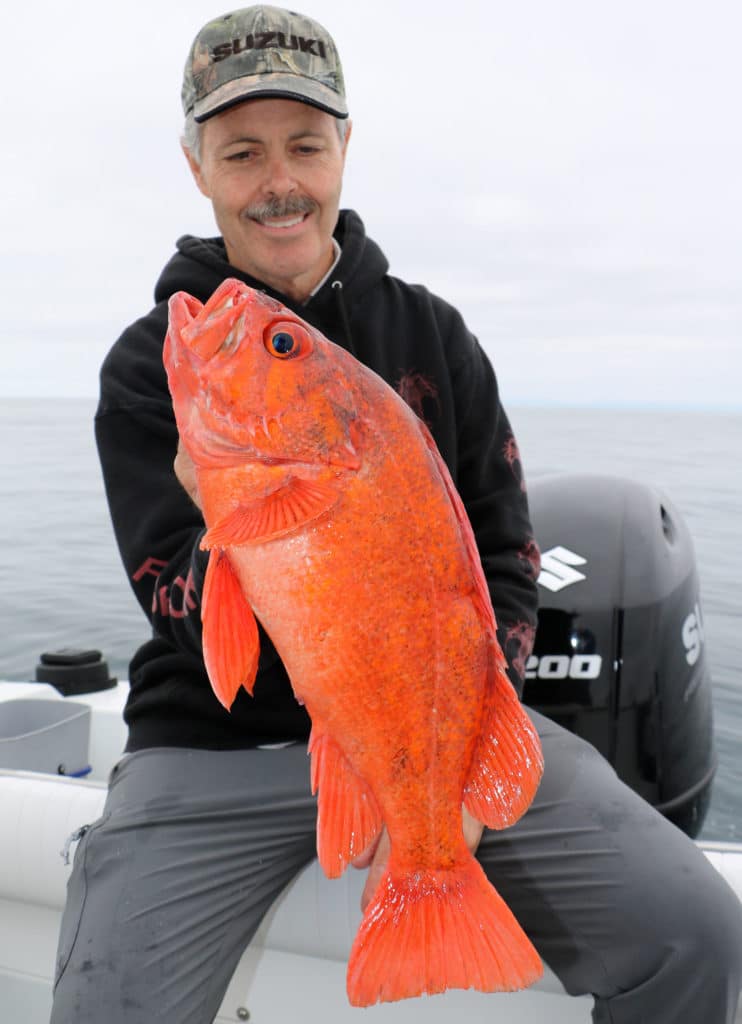 Very large red rockfish caught