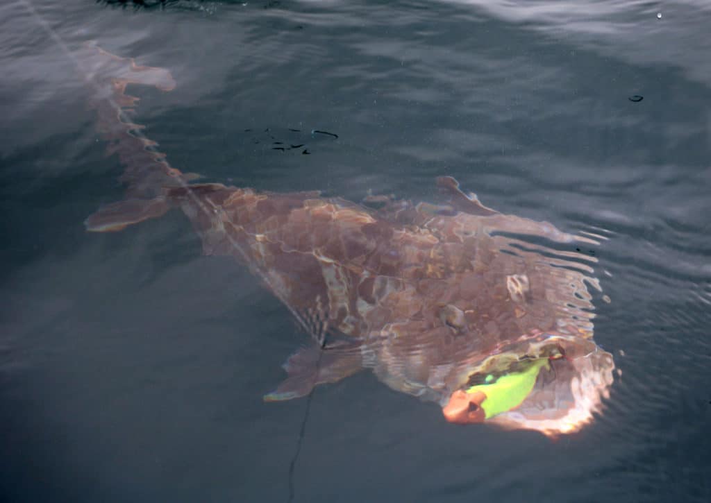 Huge lingcod brought to the surface