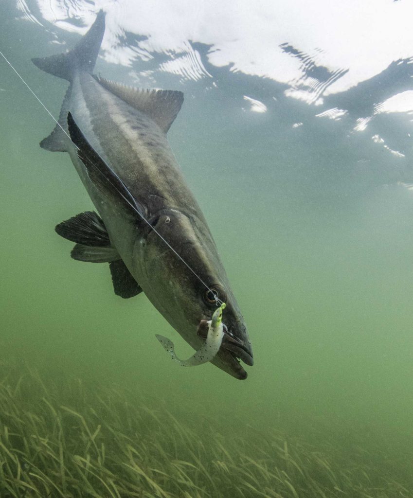 Surprise cobia caught in Cedar Key