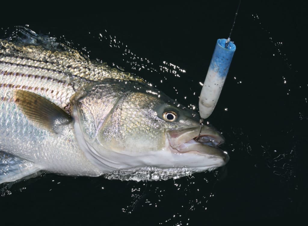 Striper caught using a traditional hook