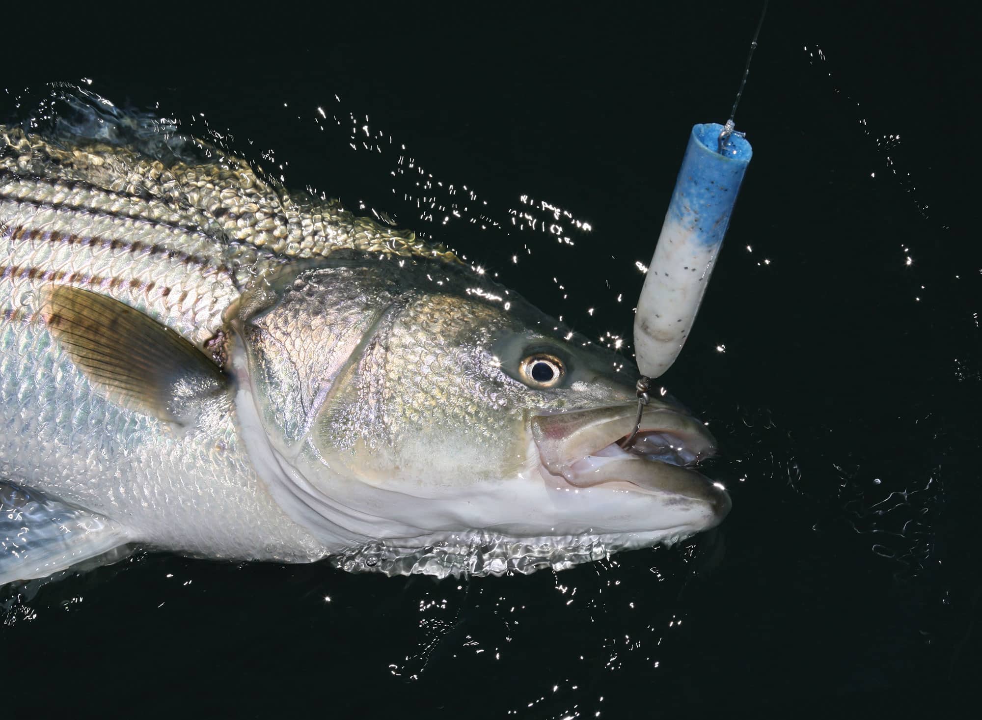 Inshore: Circle Hook Stripers - The Fisherman