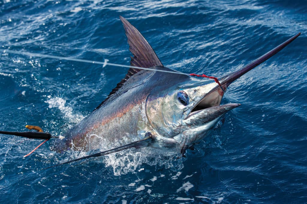 Marlin caught using a J-hook setup