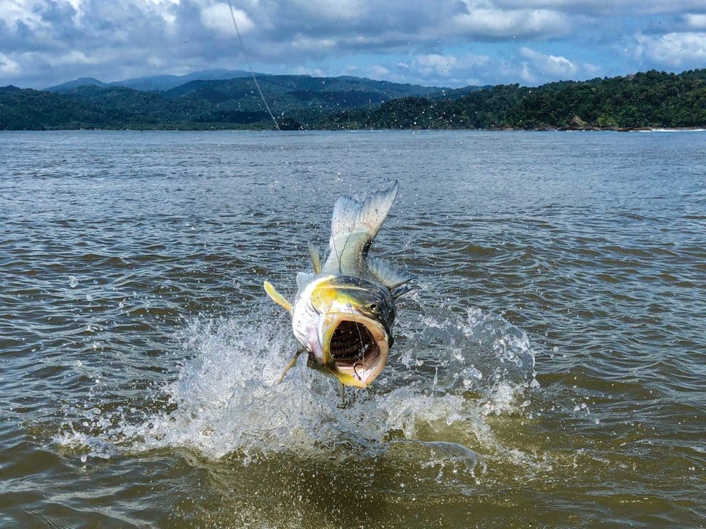 Pacific snook jumping out of the water