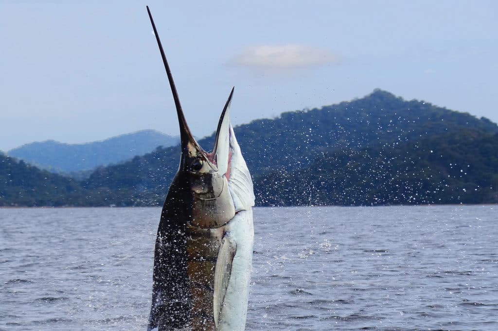 Sailfish jumping out of the water in Colombia