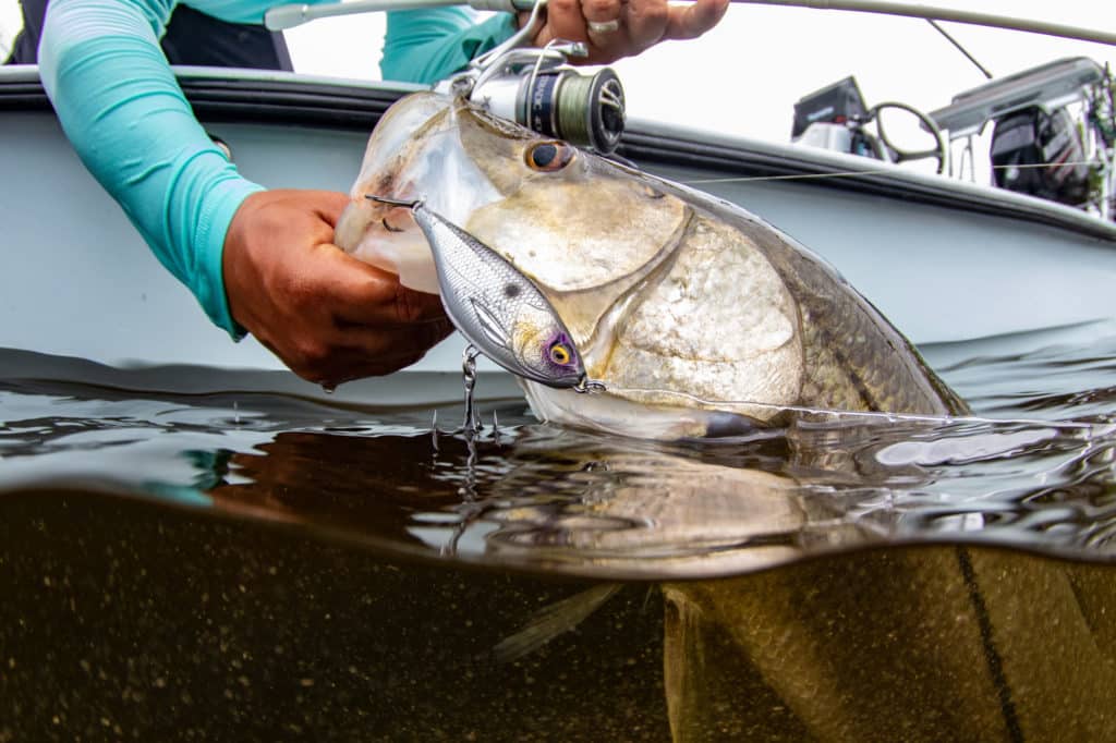 Hell's Bay snook boatside