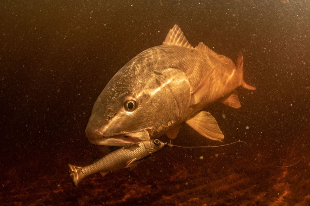 Flamingo redfish caught on Pulse Tail Mullet