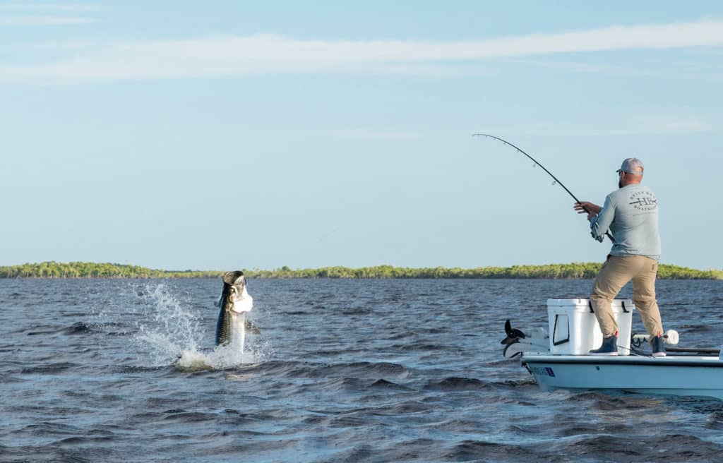 Tarpon caught in the Everglades