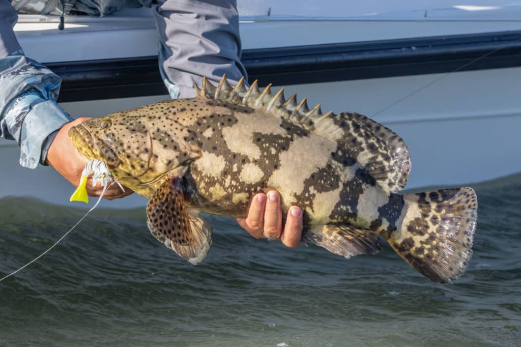 Juvenile Goliath grouper