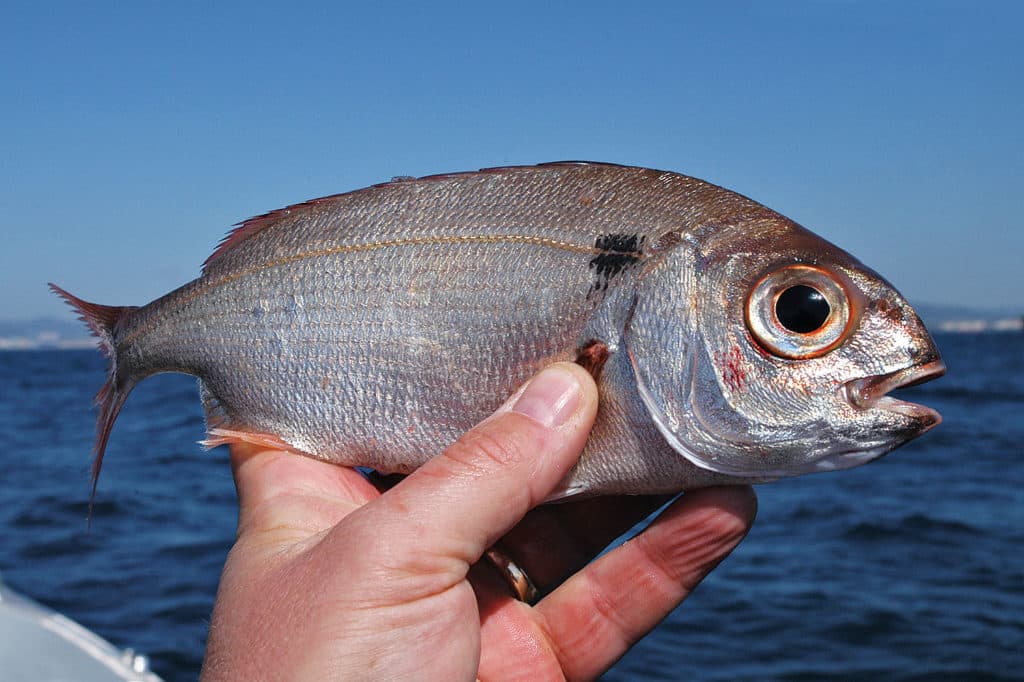 Blackspot seabream