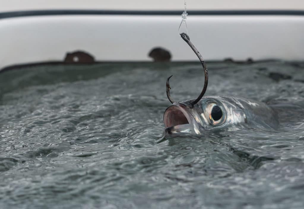 Eagle Claw Marlin/Sailfish Bait Hook Fishing Hooks for sale