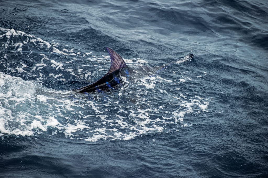 Marlin off the coast of Costa Rica