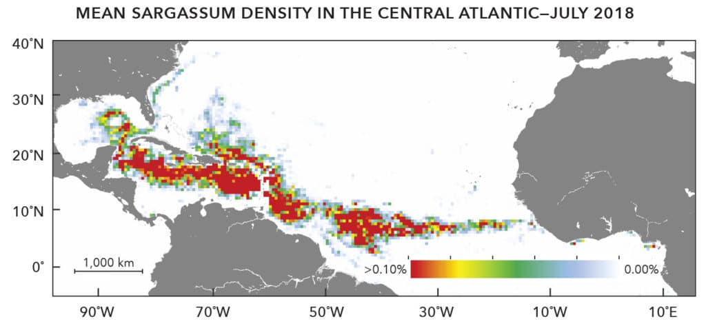 Sargassum density chart