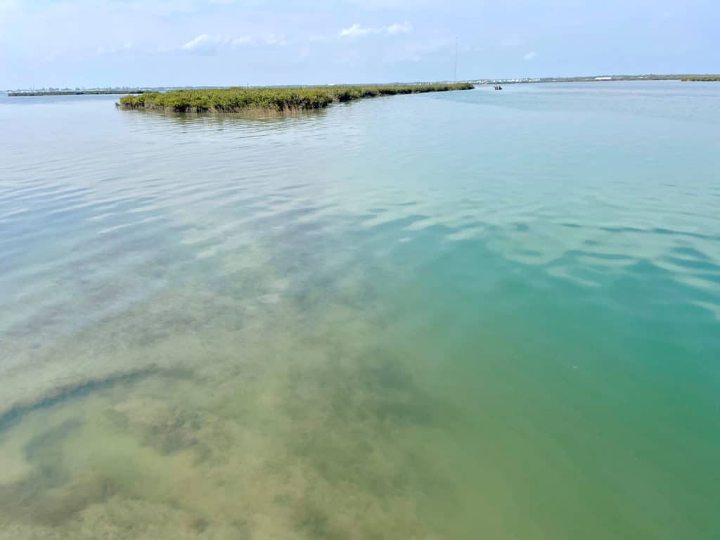 Flounder hiding in deep water channel next to sandbar