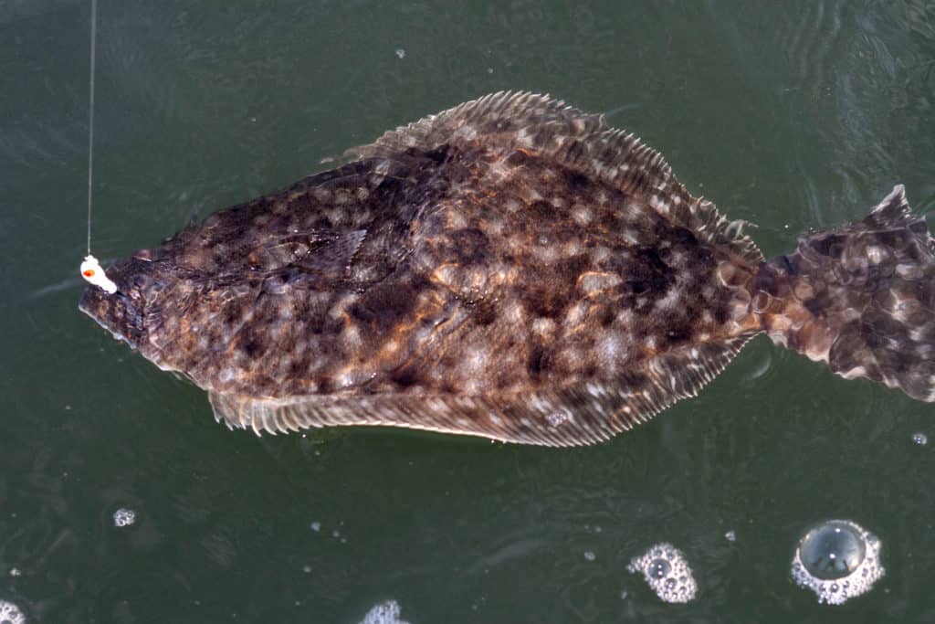 Flounder caught in clear water