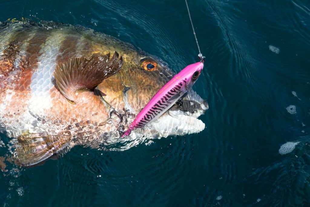 Barred pargo caught on a lure