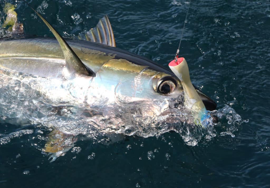 Smaller yellowfin caught near the coast