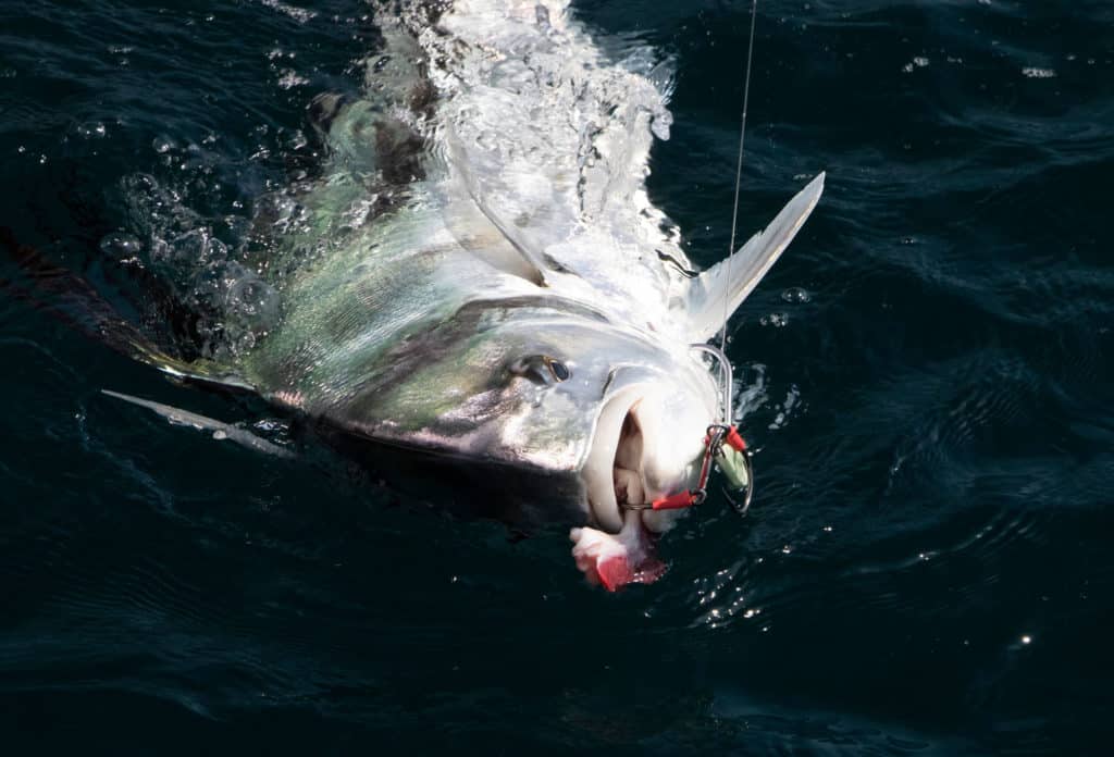Roosterfish caught using a Panic Popper
