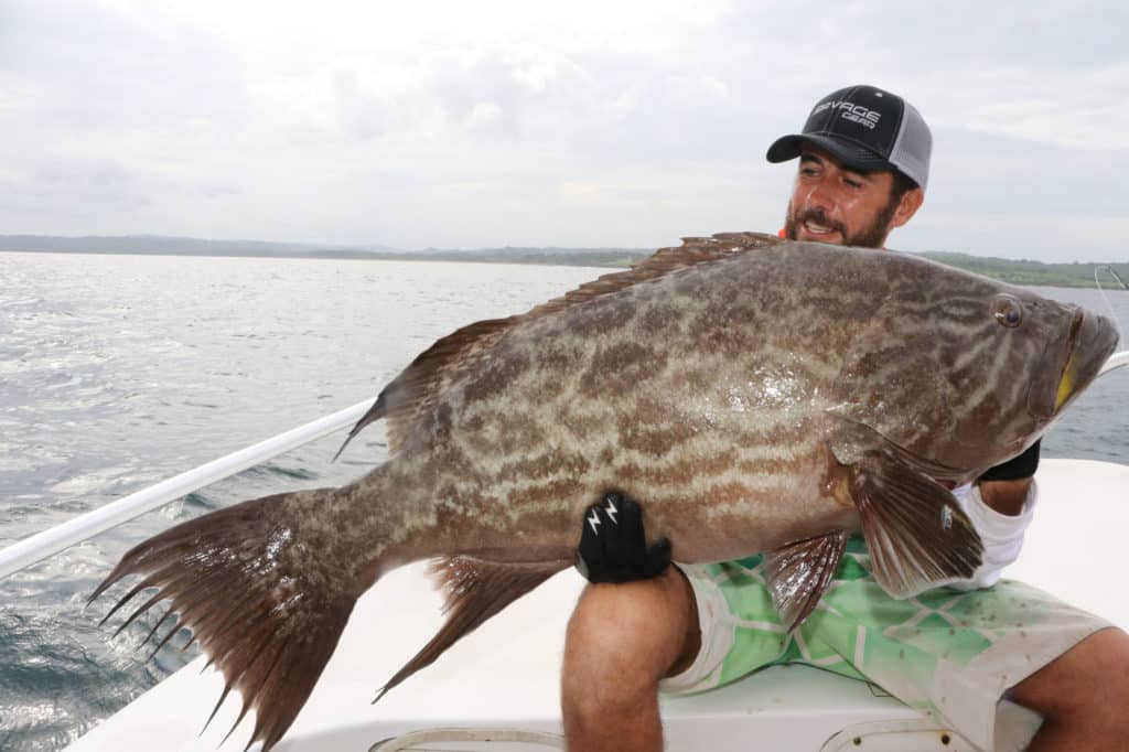 Hefty broomtail grouper caught in Panama