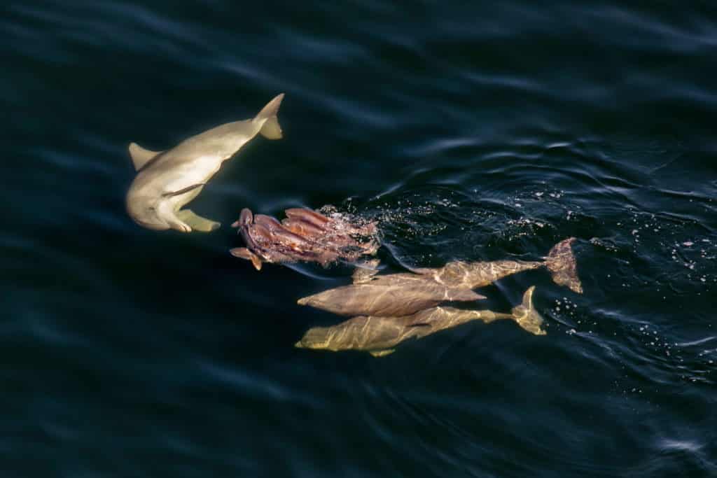 Mature dolphin teaching juvenile dolphins how to catch fish