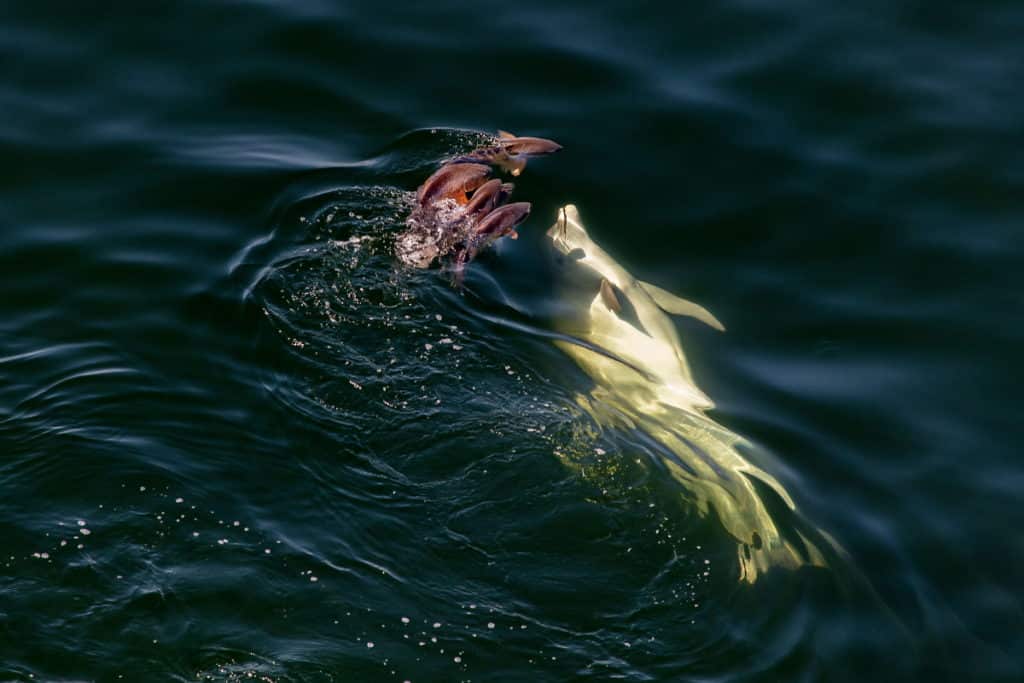 Dolphin attack from below