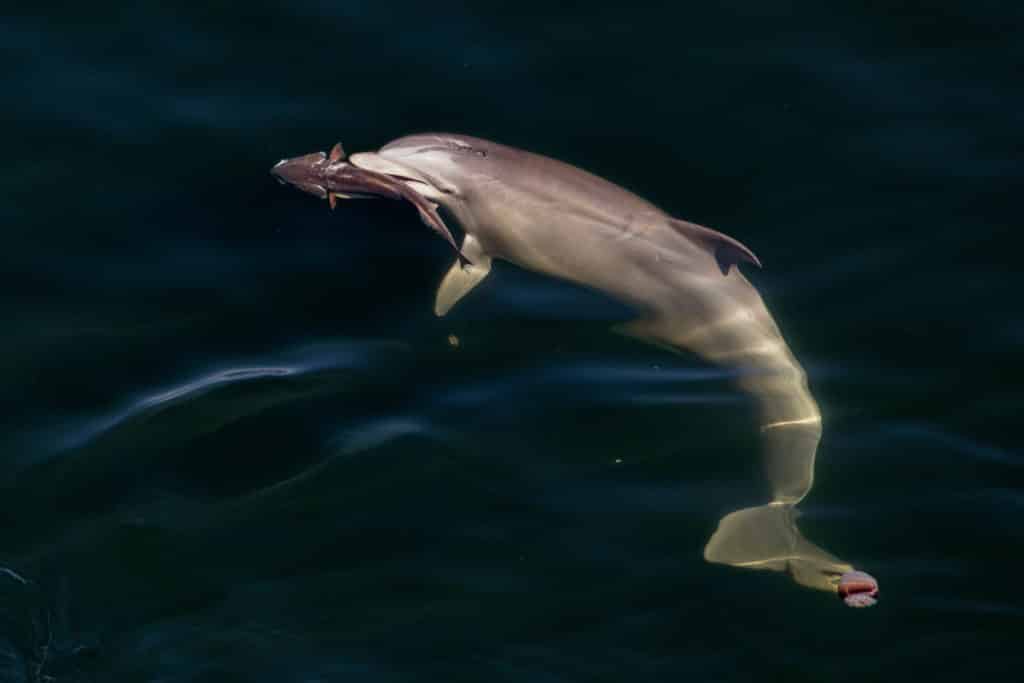 Adult dolphin grabbing redfish