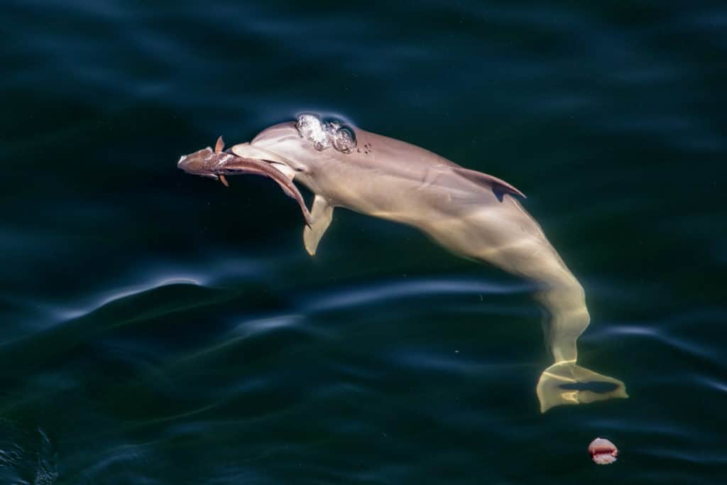 Dolphin holding redfish