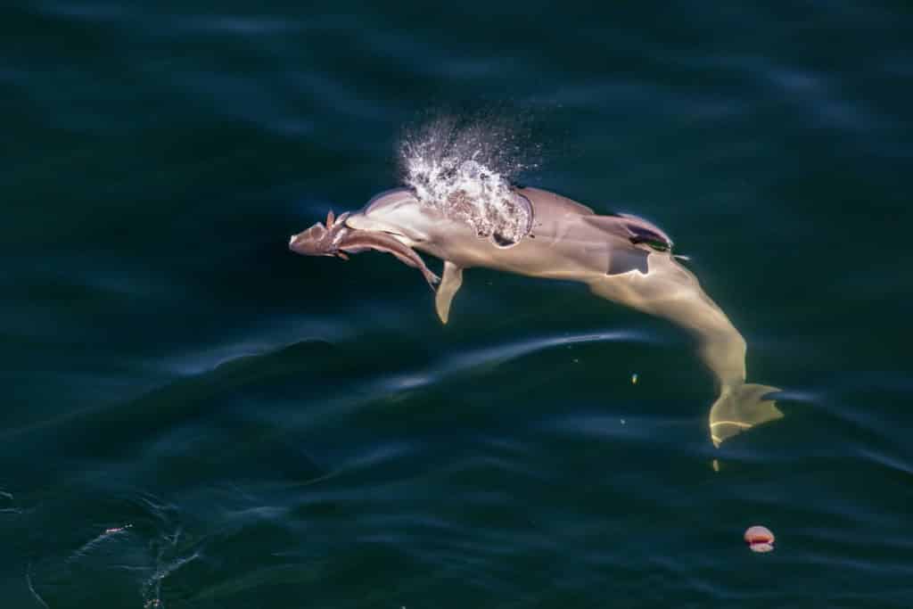 Dolphin releases redfish