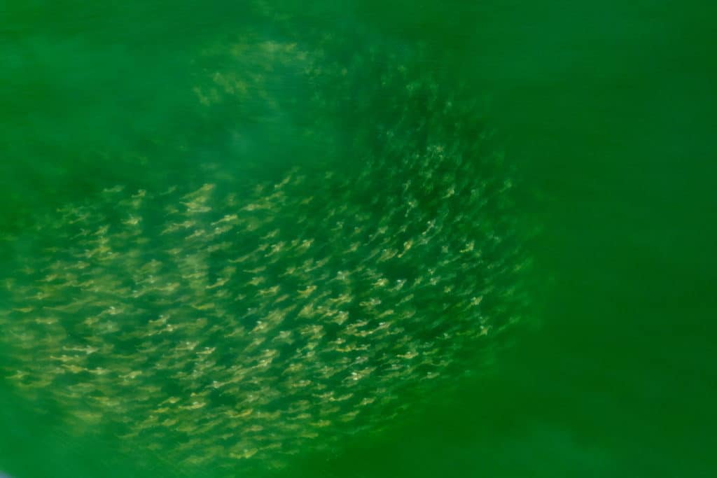 School of redfish off the beach