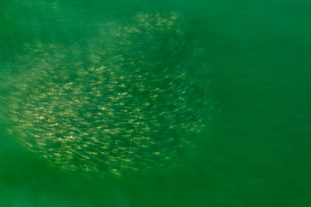 School of reds swirling